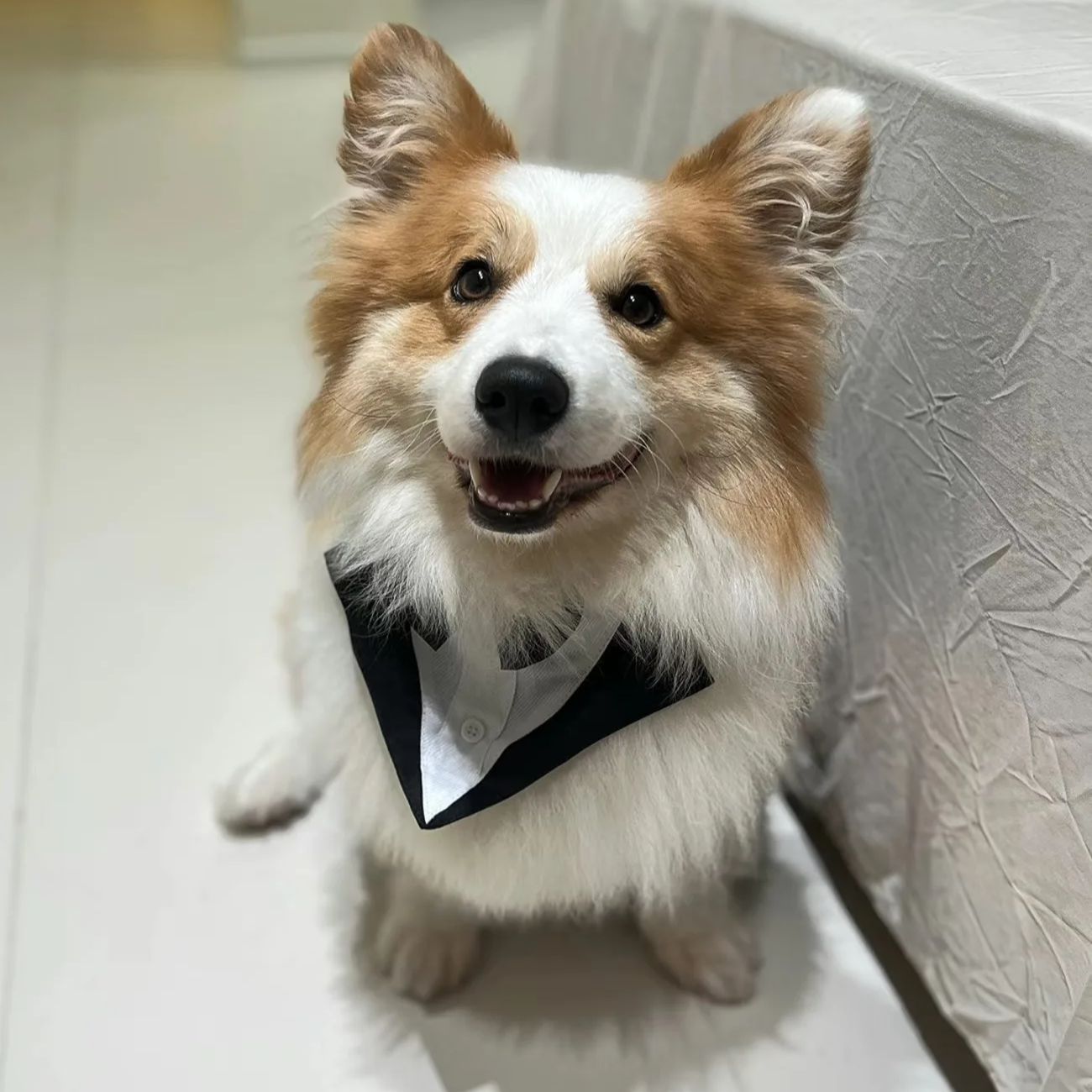 Suitsupply Wedding Tuxedo - Pakaian Anjing Peliharaan, Pakaian Pesta, Jas